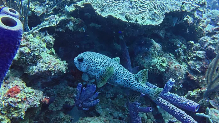 Snorkel Tour
