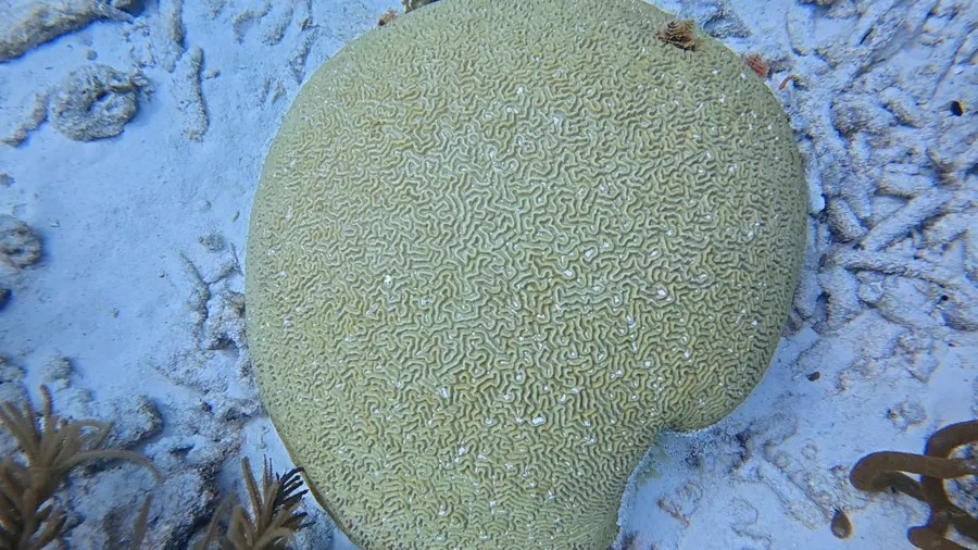 Brain coral