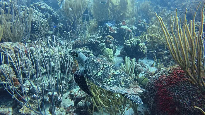 Bonaire National Marine Park