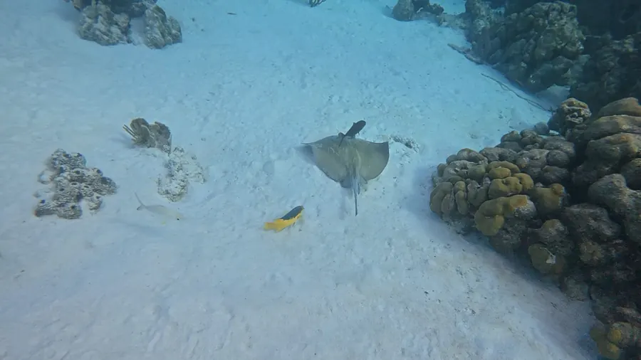 Ray over the sand