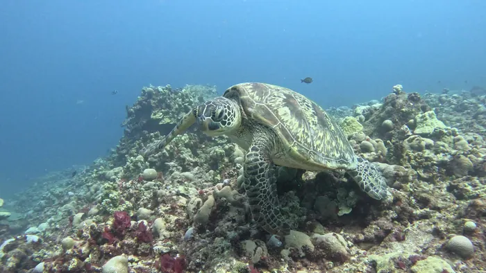 Bonaire National Marine Park