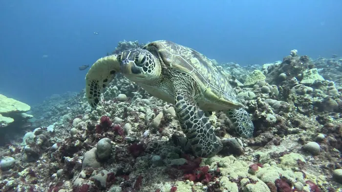 A green sea turtle on the reef, filmed on one of our trips